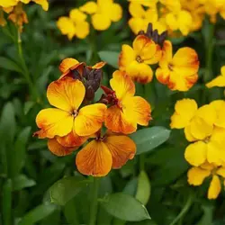 بذر گل شب بو راوانل میکس