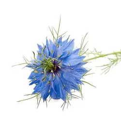 بذر گل سیاهدانه گلبرگ دوتایی