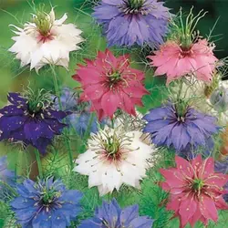بذر گل سیاهدانه گلبرگ دوتایی