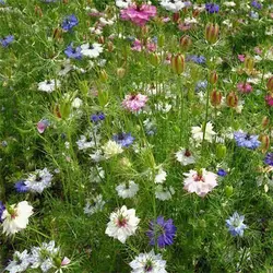 بذر گل سیاهدانه گلبرگ دوتایی