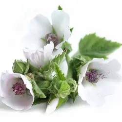 بذر گل پنیرک مارشمالو