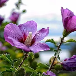 بذر گل پنیرک مارشمالو
