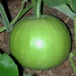 بذر کدو بمبی