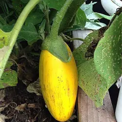 بذر بادمجان دلمه ای زرد