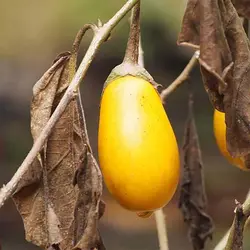 بذر بادمجان دلمه ای زرد