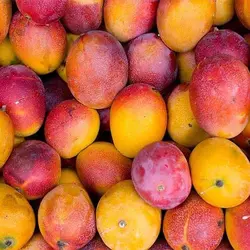 بذر انبه قرمز