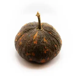 بذر کدو هالوین تایگر