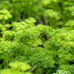 بذر جعفری خزه فر