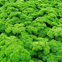 بذر جعفری خزه فر