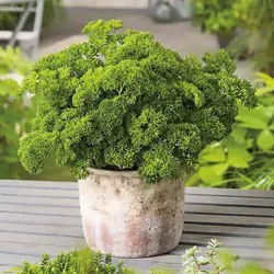 بذر جعفری خزه فر