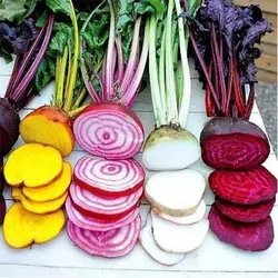 بذر چغندر رنگی میکس