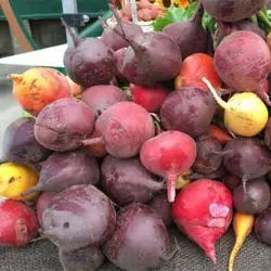 بذر چغندر رنگی میکس