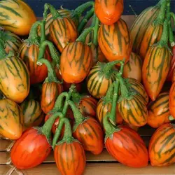 بذر بادمجان آفریقایی توگا کوتاه