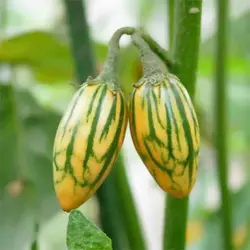 بذر بادمجان آفریقایی توگا کوتاه