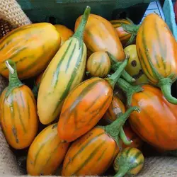 بذر بادمجان آفریقایی توگا کوتاه