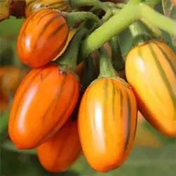 بذر بادمجان آفریقایی توگا کوتاه