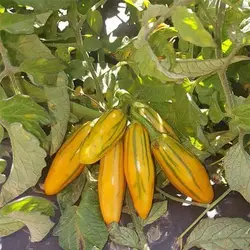 بذر بادمجان آفریقایی توگا بلند