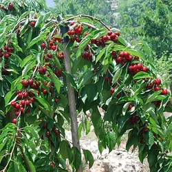 بذر آلبالو ترکیه ای