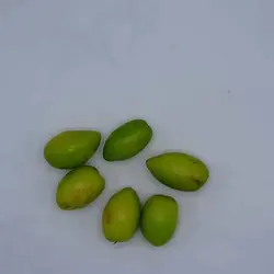 بذر درخت کنار هندی کشیده