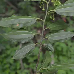 بذر درخت کنار هندی کشیده