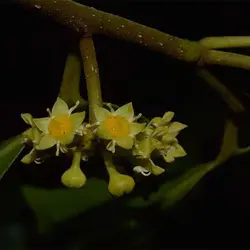 بذر درخت کنار هندی کشیده