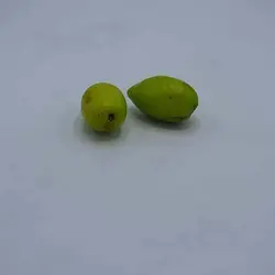 بذر درخت کنار هندی کشیده