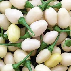 بذر فلفل هابانرو سفید