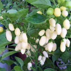 بذر فلفل هابانرو سفید