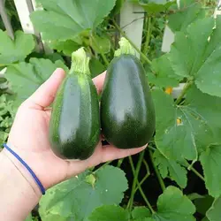 بذر کدو سبز تیره بیضی