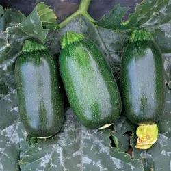 بذر کدو سبز تیره بیضی