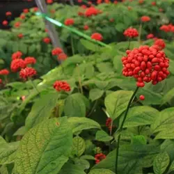 بذر جینسینگ کره ای