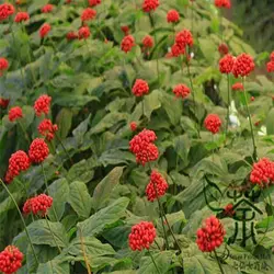 بذر جینسینگ کره ای