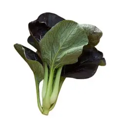 بذر اسفناج خردل ژاپنی قرمز