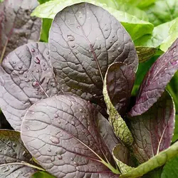 بذر اسفناج خردل ژاپنی قرمز