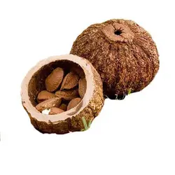 بذر درخت آجیل برزیلی