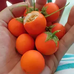 بذر گیاه سولانوم کپسیکویدس