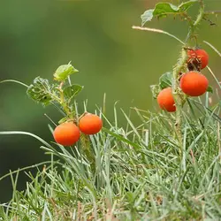 بذر گیاه سولانوم کپسیکویدس