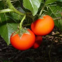 بذر گیاه سولانوم کپسیکویدس