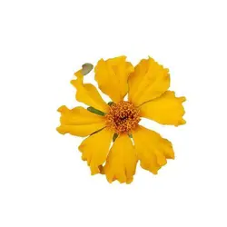 بذر گل جعفری کم پر