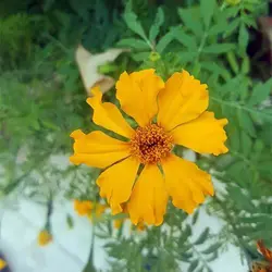 بذر گل جعفری کم پر