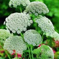 بذر خلال دندان