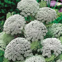 بذر خلال دندان