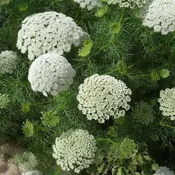 بذر خلال دندان