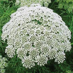 بذر خلال دندان