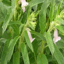 بذر کنجد قهوه ای
