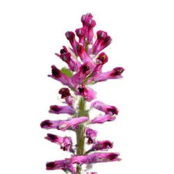 بذر شاه تره