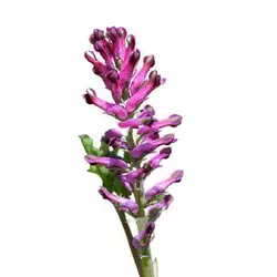 بذر شاه تره