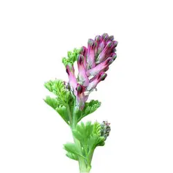 بذر شاه تره