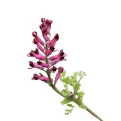 بذر شاه تره