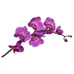 بذر گل ارکیده بنفش